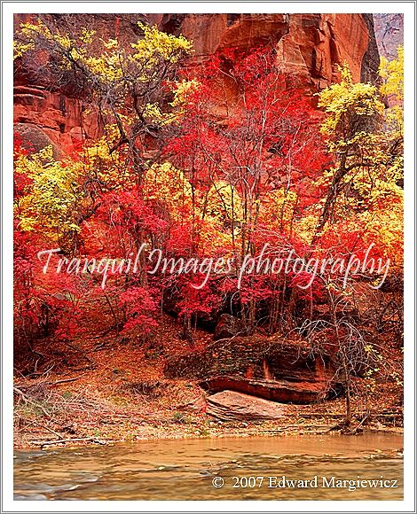 450473----Red maples and yellow cottonwoods along the Virgin River, Utah